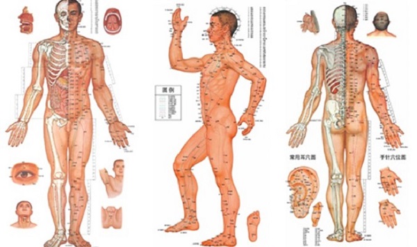 Hệ kinh lạc tổng thể trên cơ thể con người